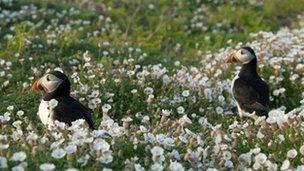 Puffins on Skomer island