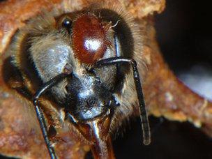 Varroa mite on honey bee