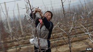 A North Korean woman works on an apple farm near Pyongyang on April 10, 2012