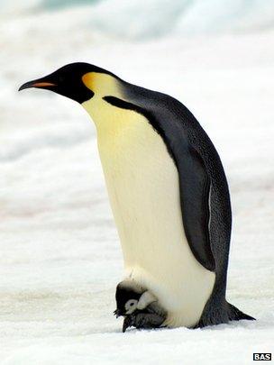 Emperor penguin and chick