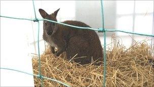 Tasmanian wallaby