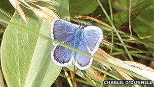 silver-studded butterfly by Charlie O'Donnell