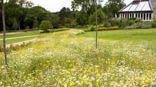 Colourful wildflowers