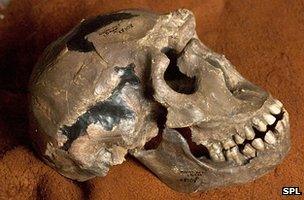 "Turkana Boy" skull