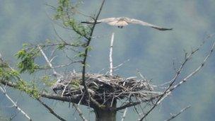 Second osprey pair at Kielder Forest