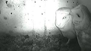 Barn owls preening each other