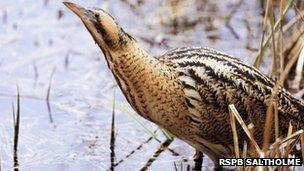 Bittern. Photo: RSPB Saltholme