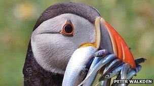 Puffin by Peter Walkden