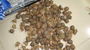 Lots of tortoises by an open suitcase at Dhaka airport