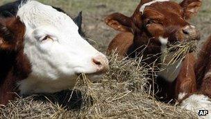 Cows resting in Vermont, 6 April 2012