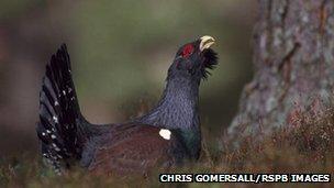 Capercaillie. Pic: Chris Gomersall/RSPB Images