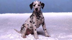 A Dalmation puppy