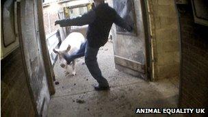 Man kicking pig