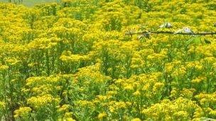 Ragwort plant