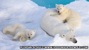 Polar bear and cubs