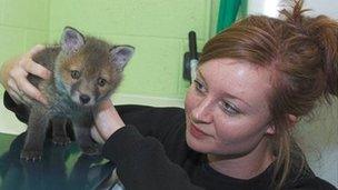 Alex Morris with Poppy the fox cub