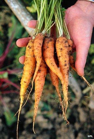 Organic carrots