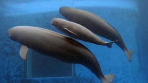 Yangtze finless porpoise