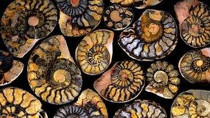 Ammonites