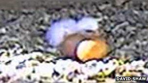 Peregrine chick and eggs