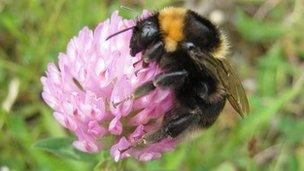 Short-haired bumblebee