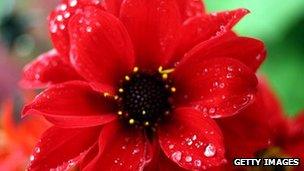 Bishop of Llandhaff Dahlia