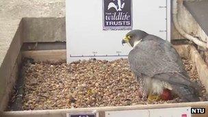 Female peregrine lays second egg