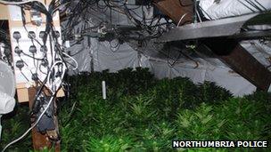 Cannabis farm. Photo: Northumbria Police