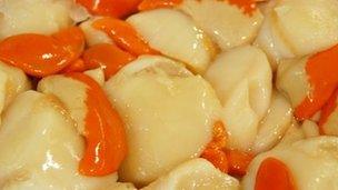 Scallops