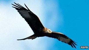 Red Kite