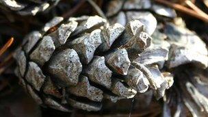 Pine cones