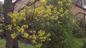 A tree fell onto a conservatory in Mountain Ash