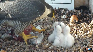 Peregrine chicks being fed by one of the parents