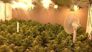 Cannabis factory