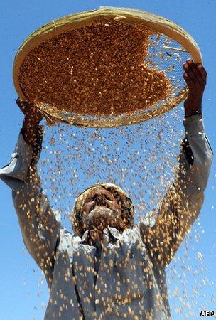 Indian farmer with wheat