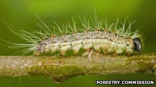 Oak processionary caterpillar