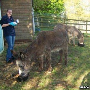 Donkeys at the GSPCA animal shelter