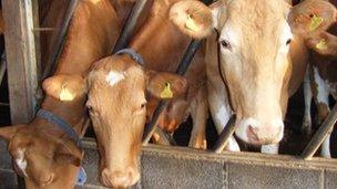 Guernsey cows