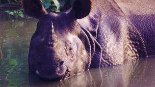 Library image of a rhino, Nepal (Image: BBC)