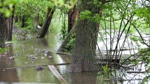 The field where the horses are is said to be water-logged