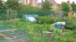 Allotment in Wrexham