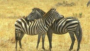 Zebras in Kenya