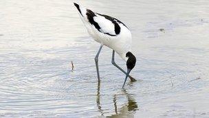 An avocet