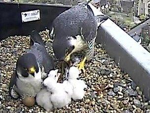 Male peregrine incubates last egg as female feed chicks