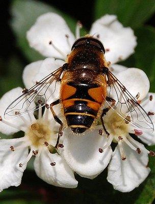 Hoverfly on a hawthorn flower