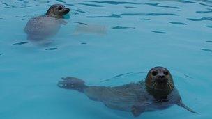 Cheryl and Justin the seals