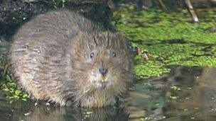 Water vole