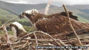 Osprey at the Dyfi Osprey Project