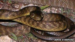 Brown tree snake (James Stanford)