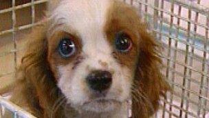 Dog (generic)